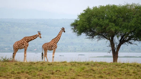 Baringo Żyrafa Giraffa Camelopardalis Parki Narodowe Ugandy — Zdjęcie stockowe