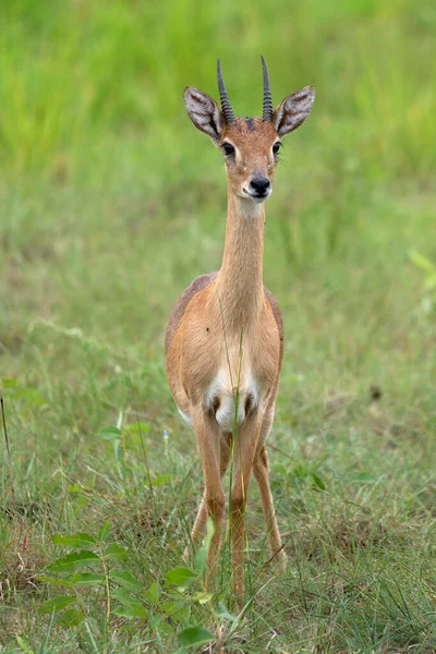 Oribi Ourebia Ourebi Εθνικό Πάρκο Murchison Falls Ουγκάντα — Φωτογραφία Αρχείου