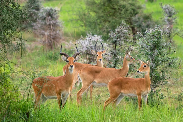 Uganda Kob Kobus Thomasi Parques Nacionales Uganda —  Fotos de Stock