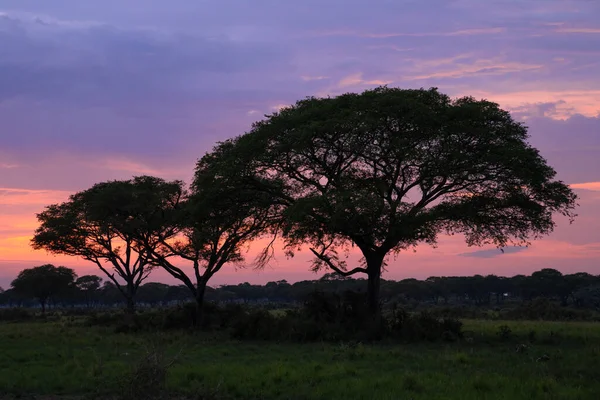 Immagine Panoramica Alba Parchi Nazionali Dell Uganda — Foto Stock