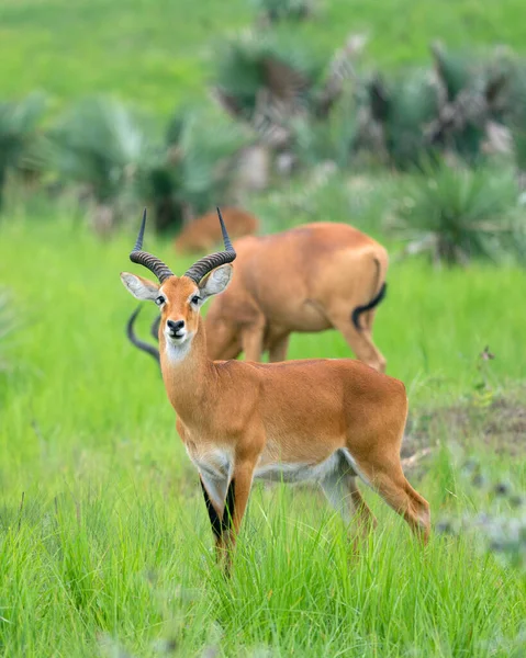 Uganda Kob Kobus Thomasi Parques Nacionales Uganda — Foto de Stock