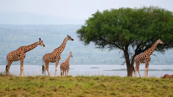 Baringo Jirafa Giraffa Camelopardalis Parques Nacionales Uganda Imágenes de stock libres de derechos