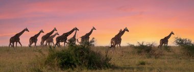 Baringo Zürafası (Giraffa camelopardalis), Murchison Falls Ulusal Parkı, Uganda