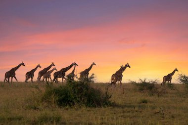 Baringo Zürafası (Giraffa camelopardalis), Murchison Falls Ulusal Parkı, Uganda