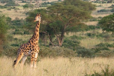 Baringo Zürafası (Giraffa camelopardalis), Murchison Falls Ulusal Parkı, Uganda