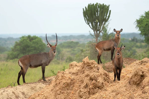 Defassa Waterbuck Kobus Defassa Parque Nacional Murchison Falls Uganda —  Fotos de Stock