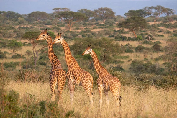 Baringo Giraffa Giraffa Camelopardalis Murchison Falls National Park Uganda — Foto Stock