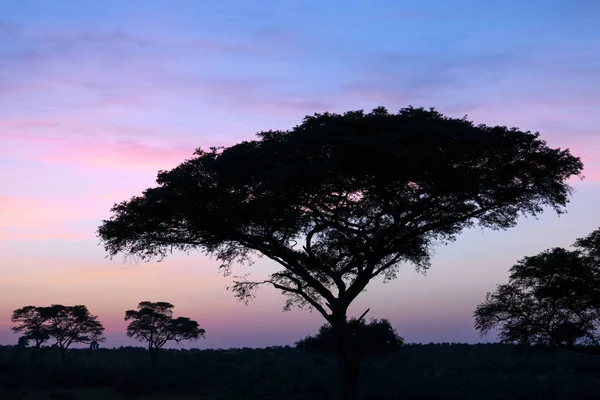 Panoramabild Sonnenaufgang Den Nationalparks Ugandas — Stockfoto