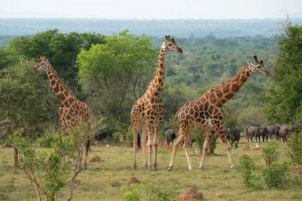 Baringo Girafa Giraffa Camelopardalis Parque Nacional Murchison Falls Uganda — Fotografia de Stock