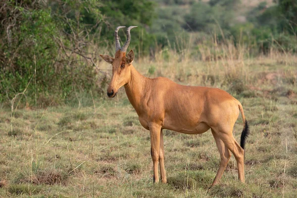 Hartebeest Alcelaphus Lelwel Murchison Falls National Park Uganda — стокове фото