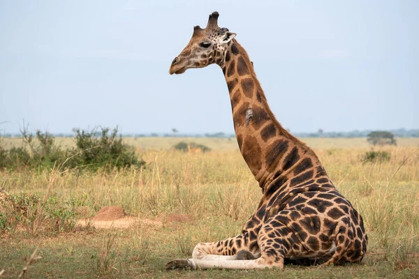 Baringo Giraffa Giraffa Camelopardalis Murchison Falls National Park Uganda — Foto Stock