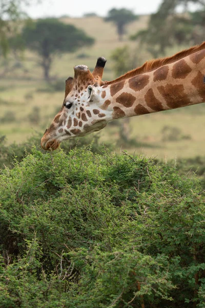 Baringo Giraffa Giraffa Camelopardalis Murchison Falls National Park Uganda — Foto Stock