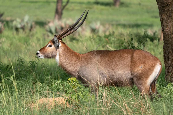 Defassa Waterbuck Kobus Defassa Murchison Falls National Park Oeganda — Stockfoto