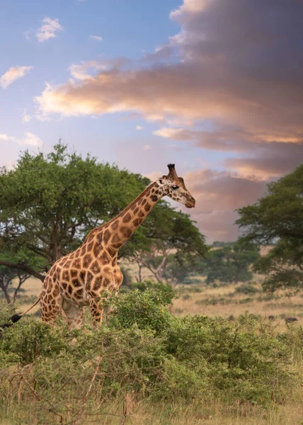 Baringo Giraffe Giraffa Camelopardalis Εθνικό Πάρκο Murchison Falls Ουγκάντα — Φωτογραφία Αρχείου