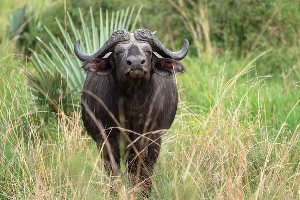 Afrika Bizonu Syncerus Caffer Uganda Ulusal Parkları — Stok fotoğraf