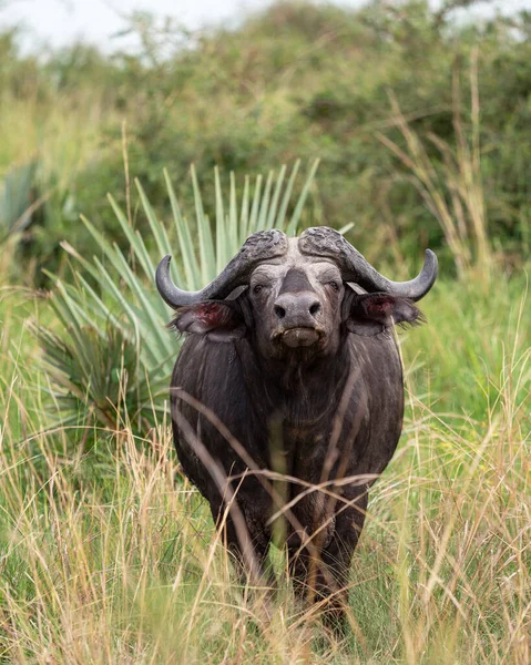 Afrika Bizonu Syncerus Caffer Uganda Ulusal Parkları — Stok fotoğraf