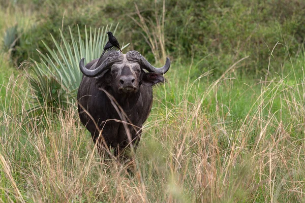 Afrika Bizonu Syncerus Caffer Uganda Ulusal Parkları — Stok fotoğraf