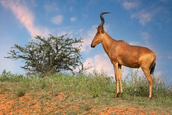 Hartebeest Alcelaphus Lelwel Parque Nacional Murchison Falls Uganda —  Fotos de Stock