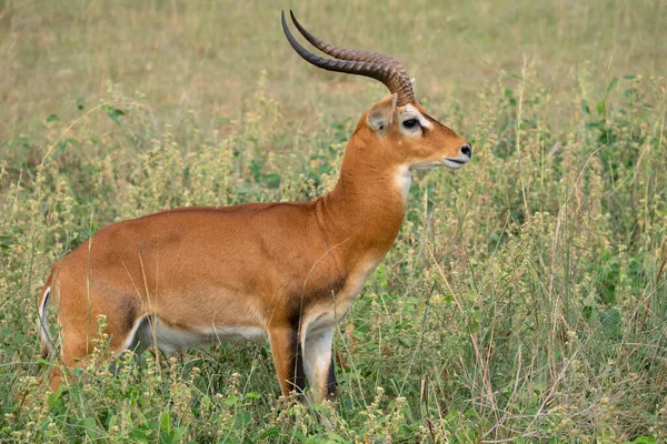 Uganda Kob Kobus Thomasi Parques Nacionais Uganda — Fotografia de Stock