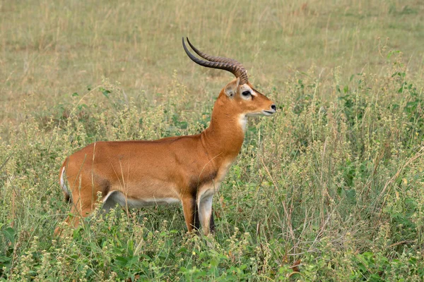 Uganda Kob Kobus Thomasi Parki Narodowe Ugandy — Zdjęcie stockowe