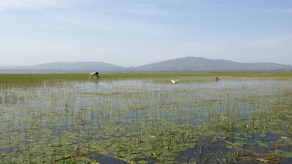 Awassa, äthiopien, afrika — Stockfoto