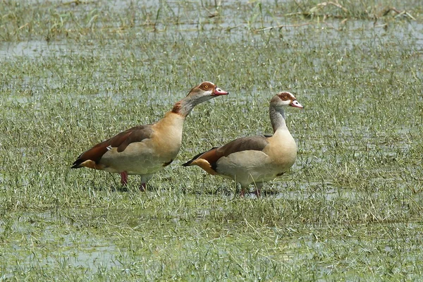 Egyptian Goose, Ethiopia, Africa — Stock Photo, Image