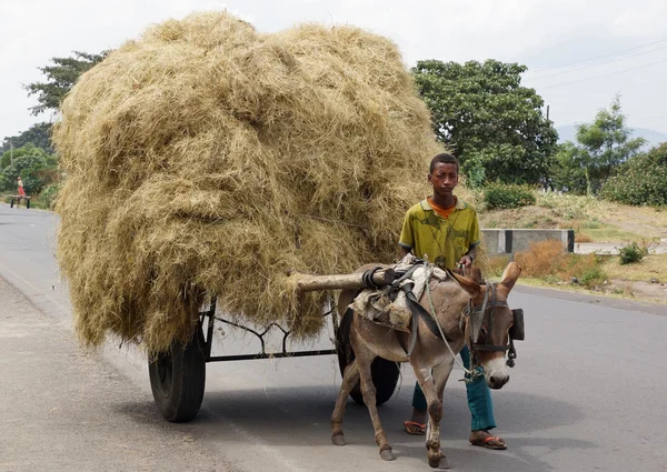 Donkey barrow, Great Rift Valley, Ethiopia, Africa — Stock Photo, Image