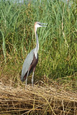 Heron, Lake Chamo, Etiyopya, Afrika