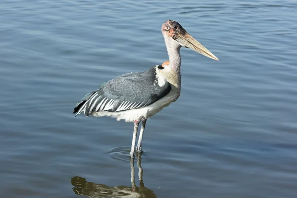 Marabou Leyleği, Awassa, Etiyopya, Afrika — Stok fotoğraf