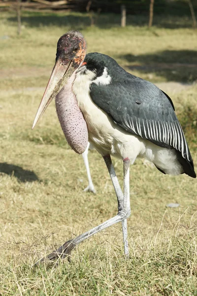 Marabou Leyleği, Awassa, Etiyopya, Afrika — Stok fotoğraf