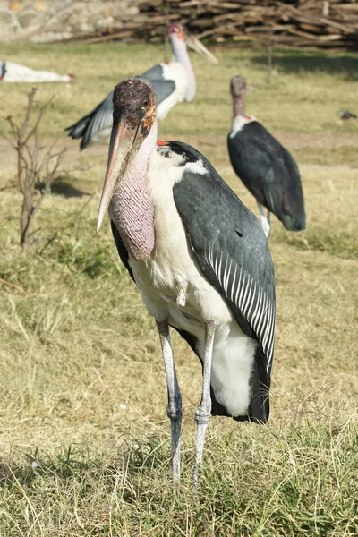 Cigüeña de Marabú, Awassa, Etiopía, África —  Fotos de Stock