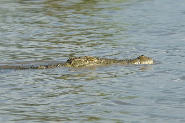 尼罗河鳄鱼 查莫湖 埃塞俄比亚 — 图库照片