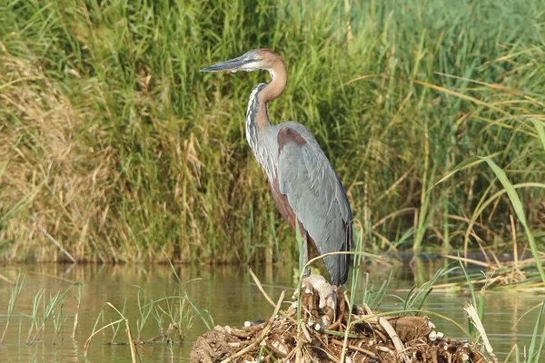 Reiher, chamo-see, äthiopien, afrika — Stockfoto