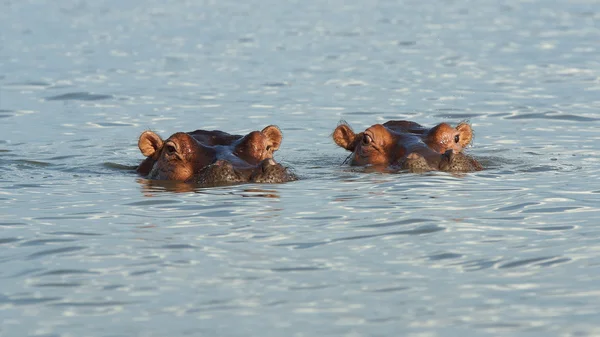 Hippo, Lake Chamo, Etiopien, Afrika — Stockfoto