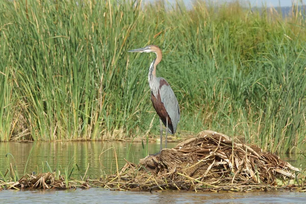 Reiher, chamo-see, äthiopien, afrika — Stockfoto