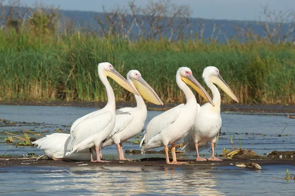 Pelikan, Lake Chamo, Etiyopya, Afrika — Stok fotoğraf