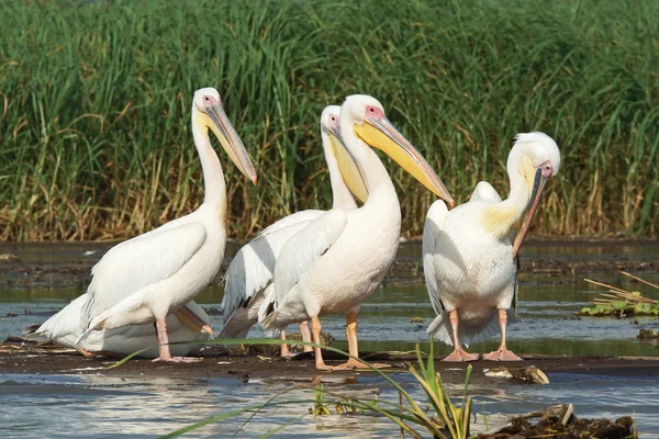 Pelican, Lake Chamo, Ethiopia, Africa — Stock Photo, Image