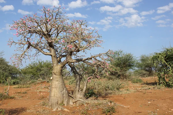 Desert-rose, Ethiopia, Africa — Stock Photo, Image