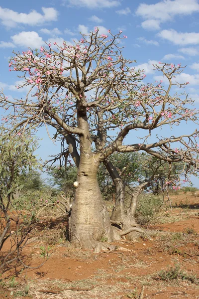 Rosa del desierto, Etiopía, África — Foto de Stock