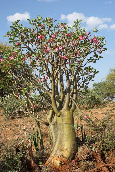 Wüstenrose, Äthiopien, Afrika — Stockfoto