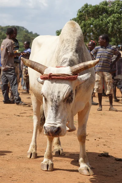 Sığır pazarı, anahtar Afer, Etiyopya, Afrika — Stok fotoğraf