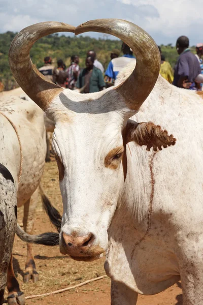 Mercato bovino, Key Afer, Etiopia, Africa — Foto Stock