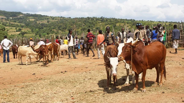 Sığır pazarı, anahtar Afer, Etiyopya, Afrika — Stok fotoğraf