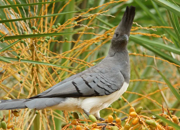 Go pryč bird, Etiopie, Afrika — Stock fotografie