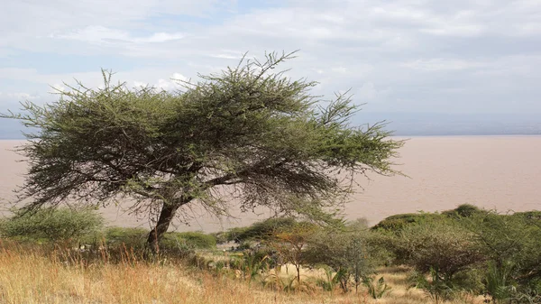 Lago Langano, Etiopía, África — Foto de Stock