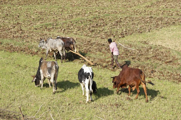 Agriculture, Ethiopia, Africa — Stock Photo, Image