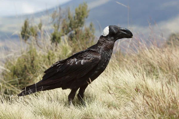 Raven, Ethiopië, Afrika — Stockfoto