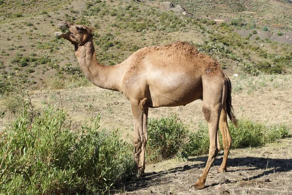 Верблюд, Эфелия, Африка — стоковое фото