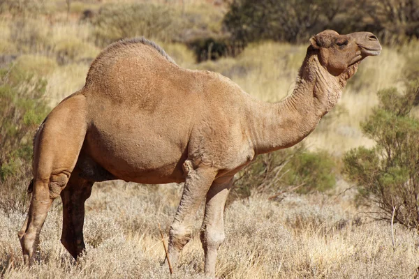 Kamel, Australien — Stockfoto