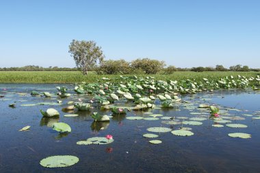 Kakadu National Park, Australia clipart